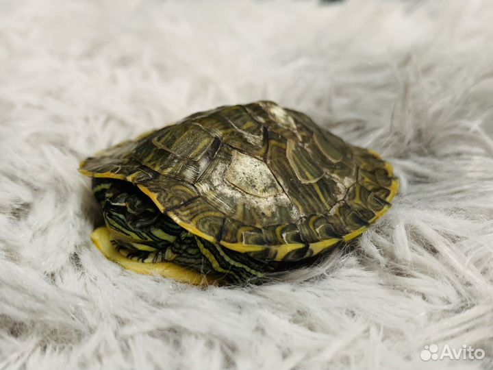 Черепаха с аквариумом