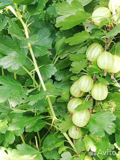 Смородина (йошта), крыжовник