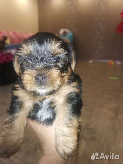 Йоркширский терьер щенки стандарт