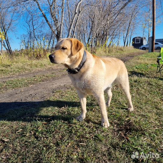 Вязка собак лабрадор