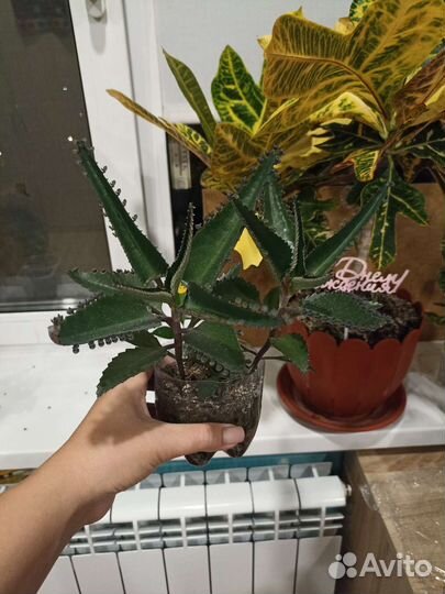 Каланхоэ лечебное