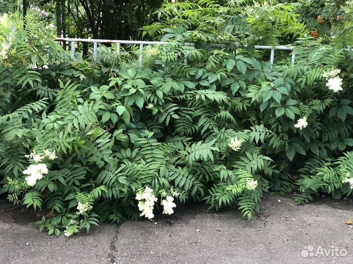 Рябинолистник