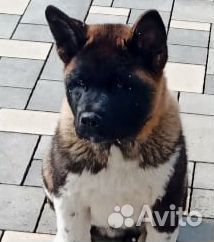 Щенки американской акиты