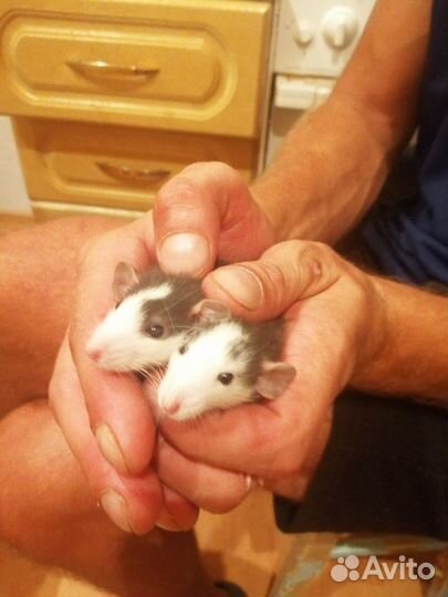 Красы дамбо