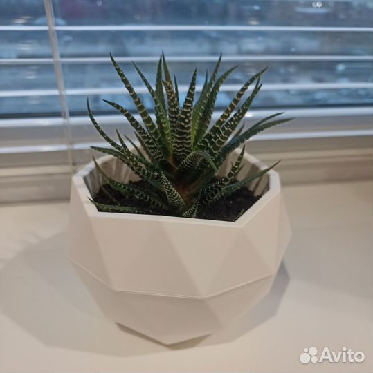 Комнатные цветы, суккуленты