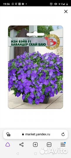 Петуния ампельная