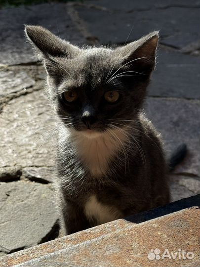 Котята и мамочка кошка в добрые руки