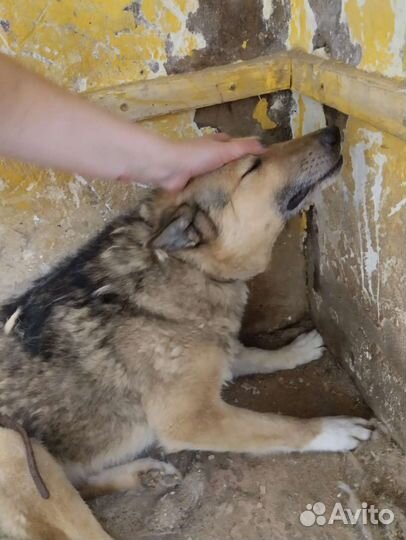 Собаки в отлове очень нуждаются в руках, ждут