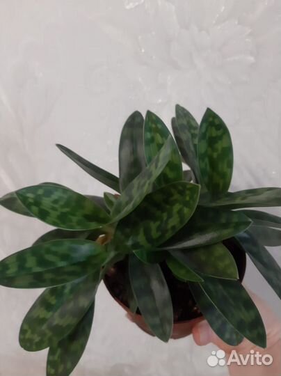 Орхидея paphiopedilum