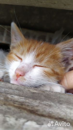 Мальчик ищет дом