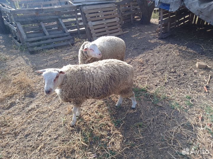 Овцы бараны