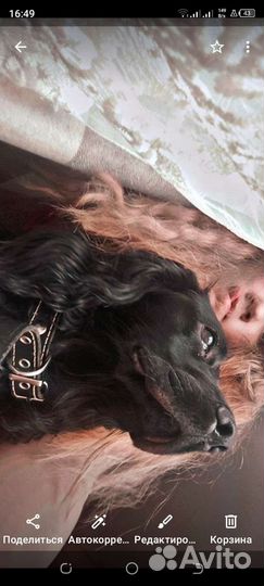 Английский кокер спаниель черный