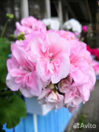 Пеларгония герань