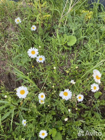 Многолетние садовые цветы