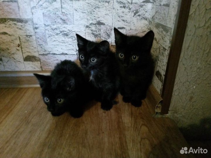 Чёрные котята