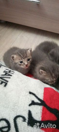 Котята