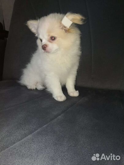 Щенки чихуахуа