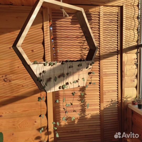 Церопегия в деревянном кашпо