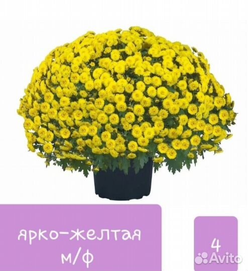 Хризантемы мультифлора курган