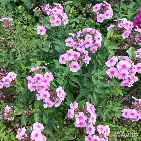 Флоксы 4 цвета