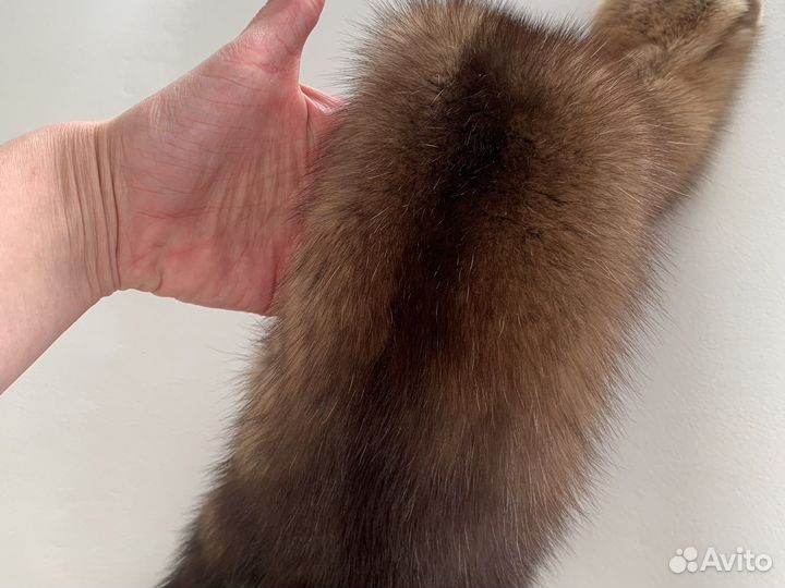 Соболь баргузин