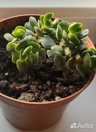 Суккулент Адромискус