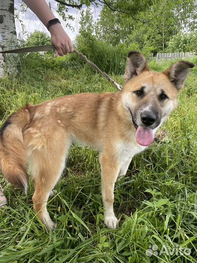 Небольшая собака ищет дом