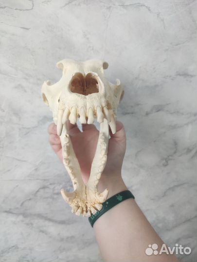 Череп интерьерный