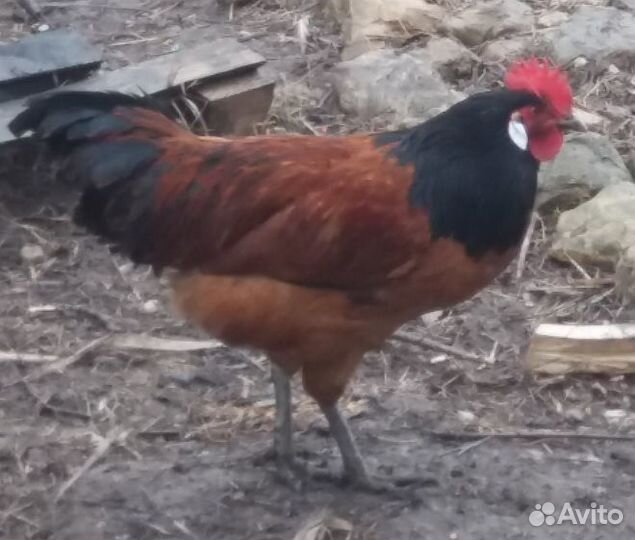 Цыплята китайской шелковой и инкубационное яйцо