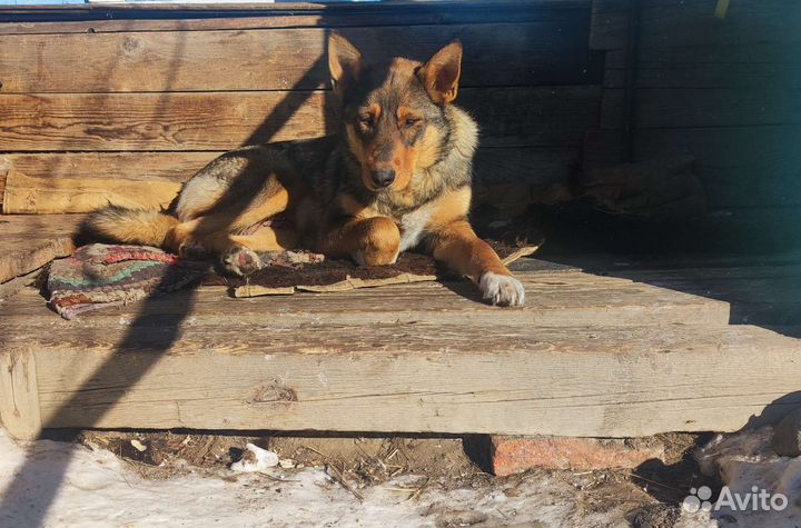 Отдам бесплатно щенят