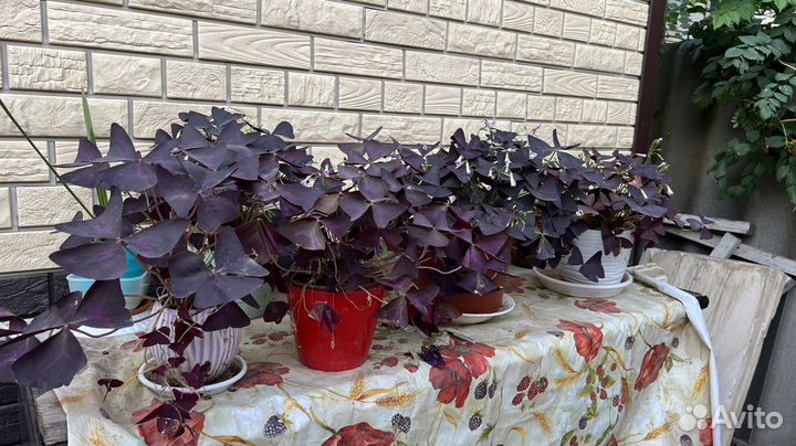 Комнатные цветы