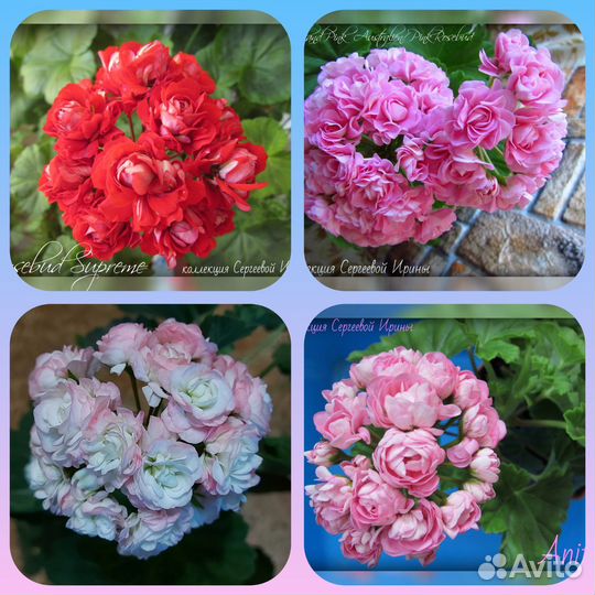 Сортовые пеларгонии