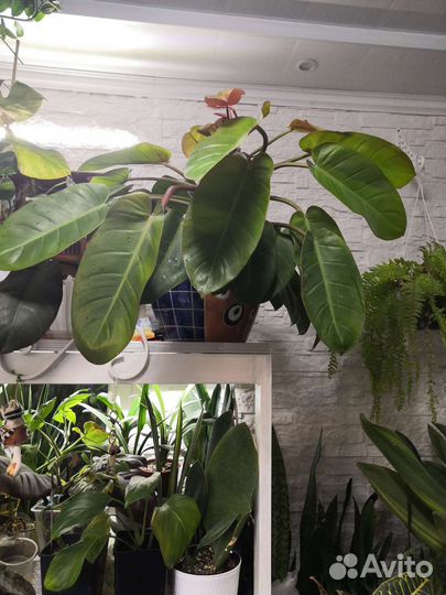 Филодендрон