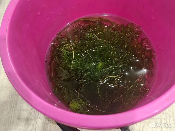 Аквариумная прополка