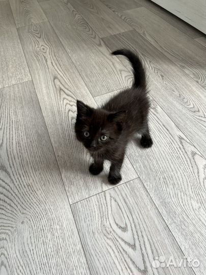 Вислоухие котята в добрые руки