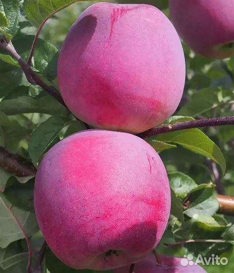 Яблони на семенном и клоновом подвое