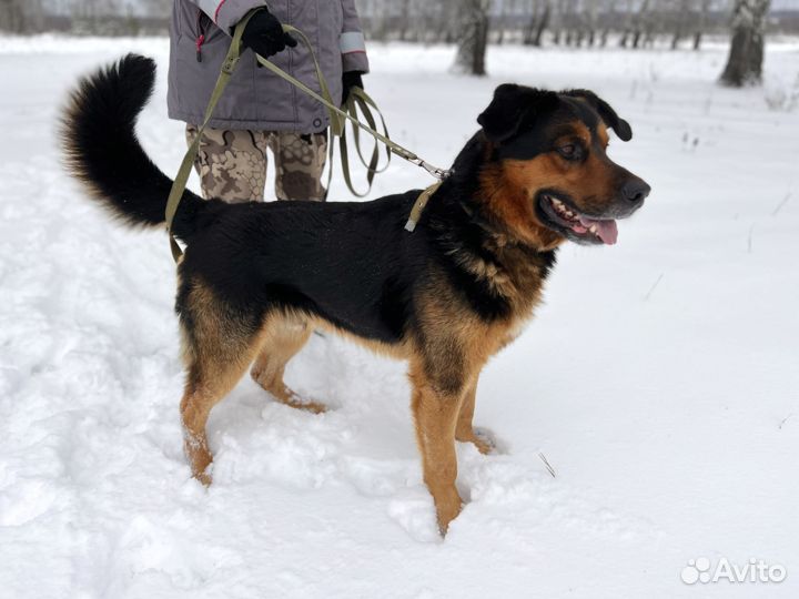 Собака в добрые руки