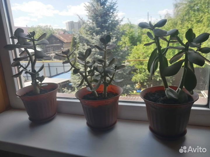 Красула толстянка