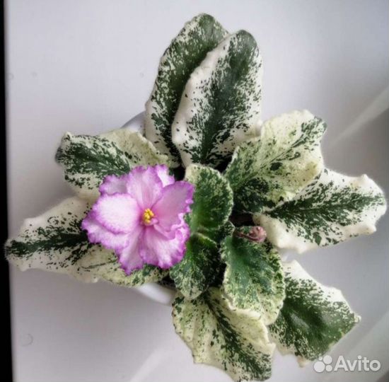 Сортовые фиалки мини