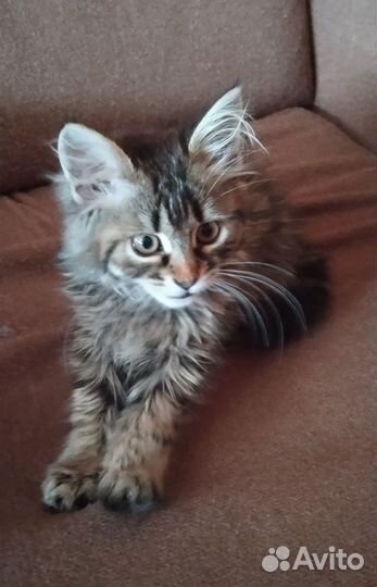 Котенок - Сибирская девочка - 2,5 мес