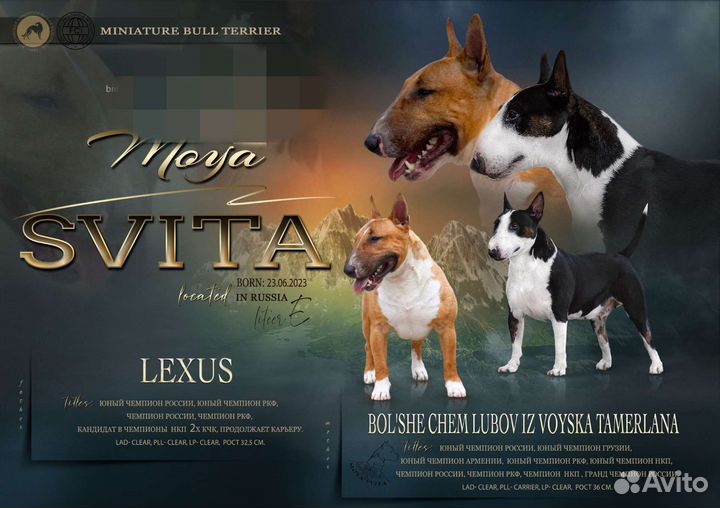 Бультерьер