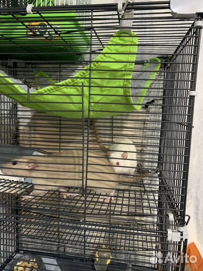 Крыса дамбо