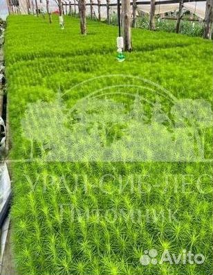 Голубая ель зкс сеянцы