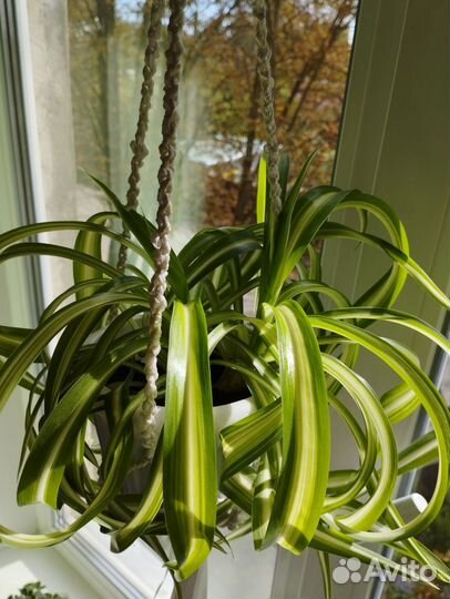 Хлорофитум кудрявый в подвесном кашпо