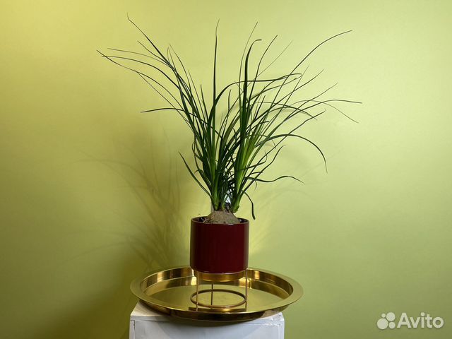 Бокарнея нолина