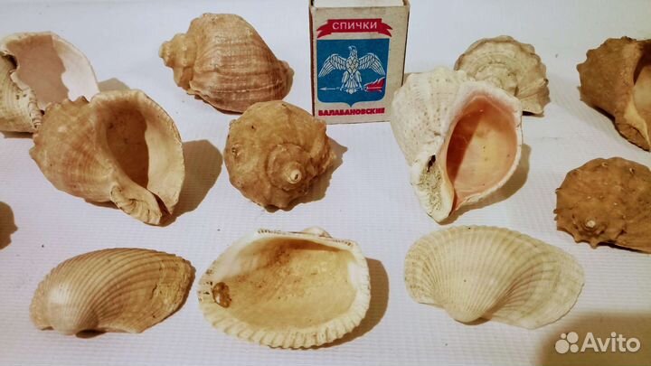 Ракушки средние, малые, Черноморские