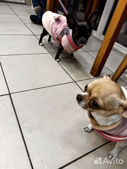 Жилетка для собаки xs