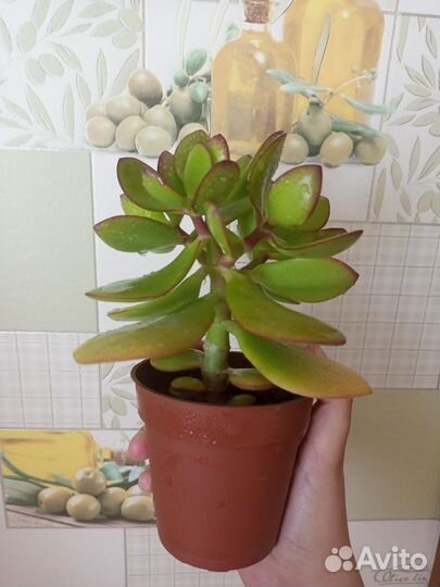 Крассула толстянка