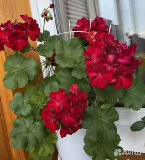 Пеларгония герань Patricia Andrea