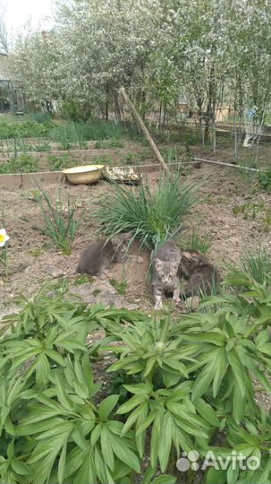 Милые котята